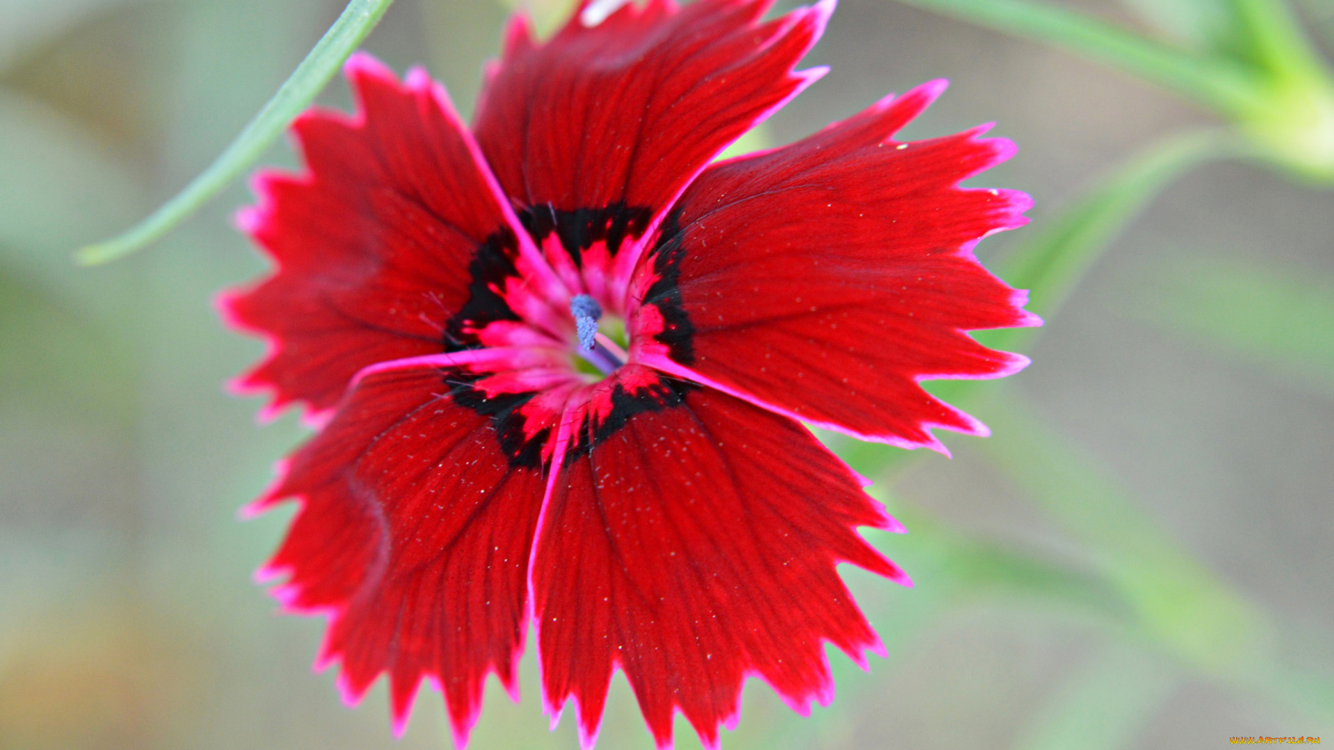 цветы, гвоздики, цветок