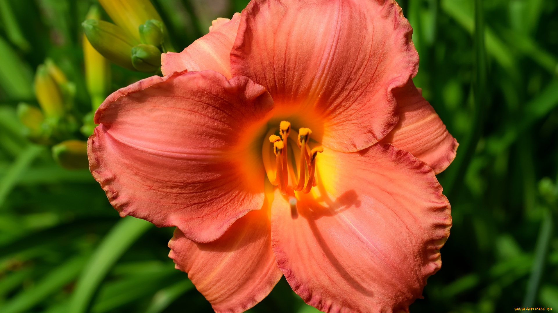 цветы, лилии, , лилейники, оранжевый, лилейник, макро