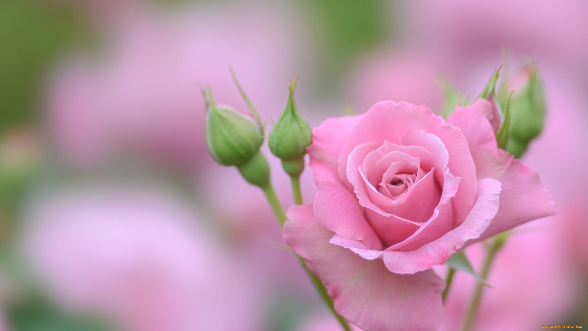 цветы, розы, розовая, роза, бутоны