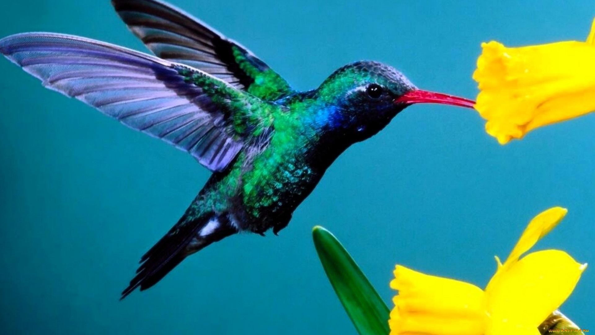 животные, колибри, цветы