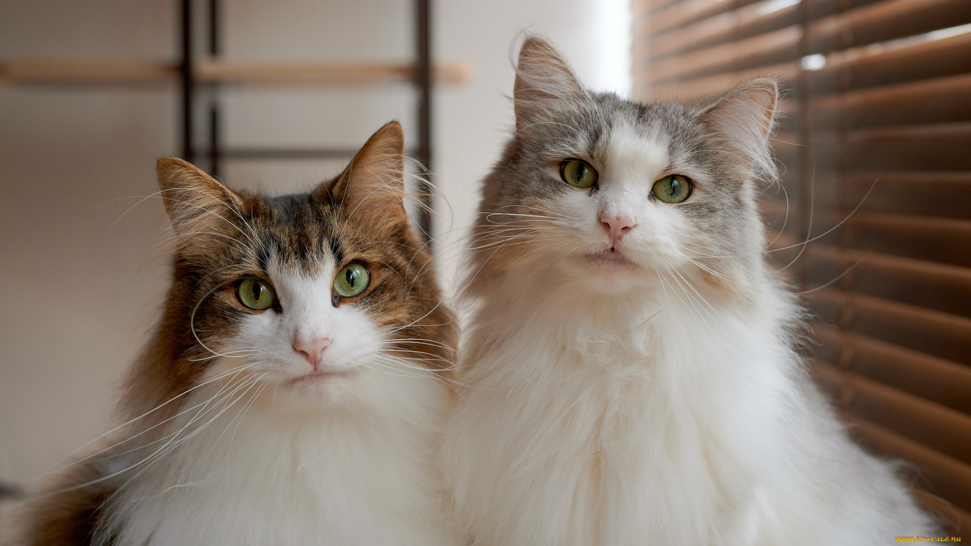 животные, коты, кошки