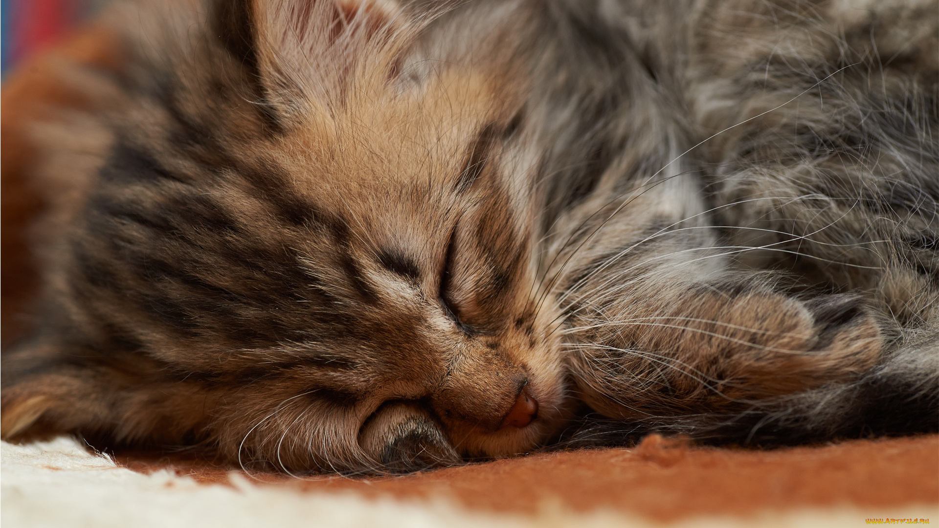 животные, коты, кот, кошка