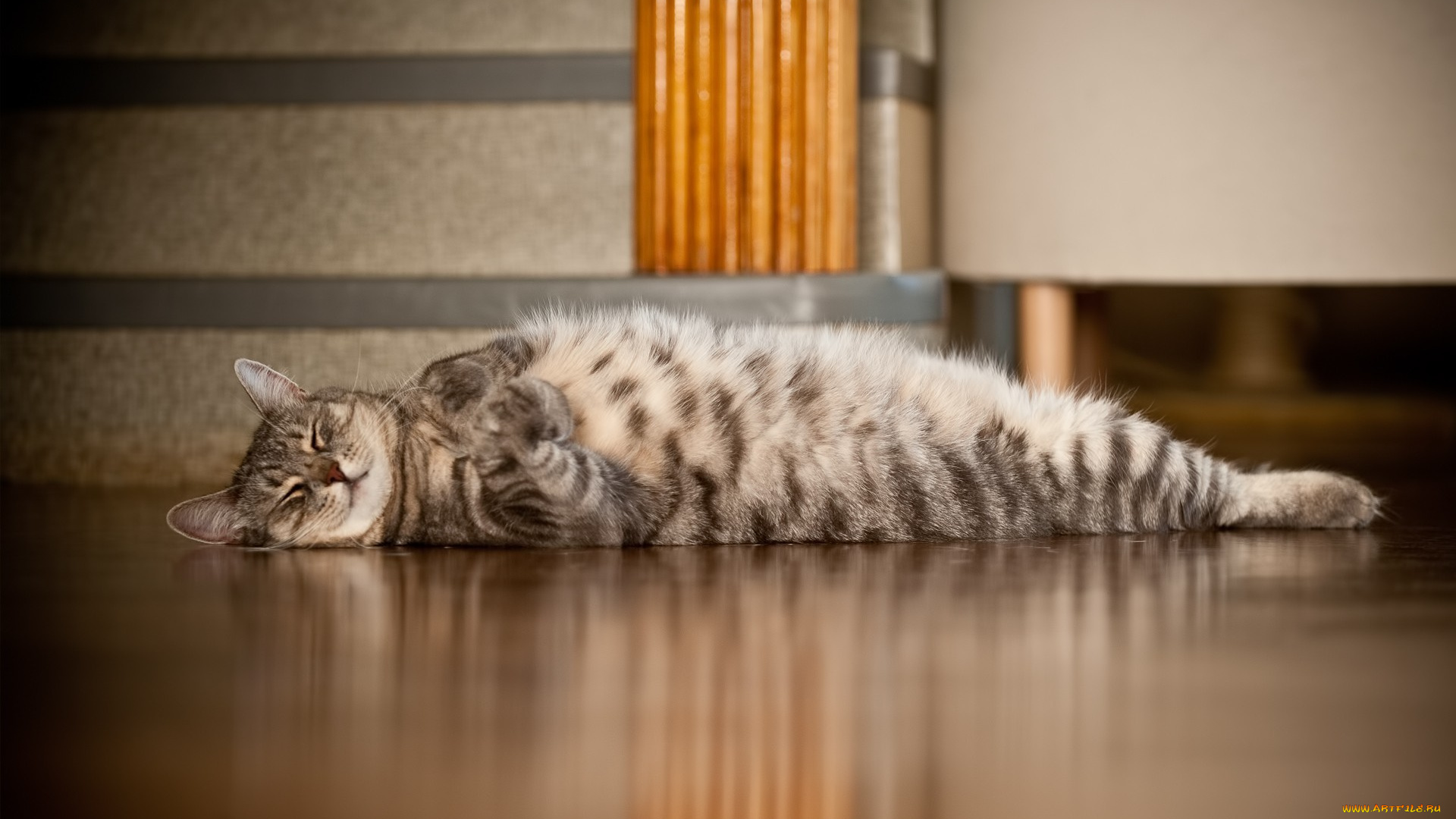 животные, коты, кот, кошка