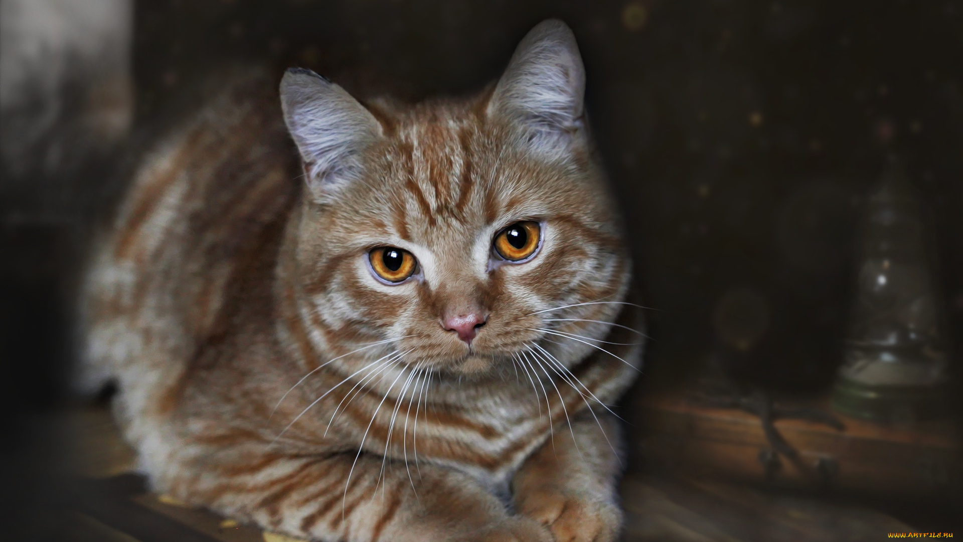 животные, коты, кот, кошка