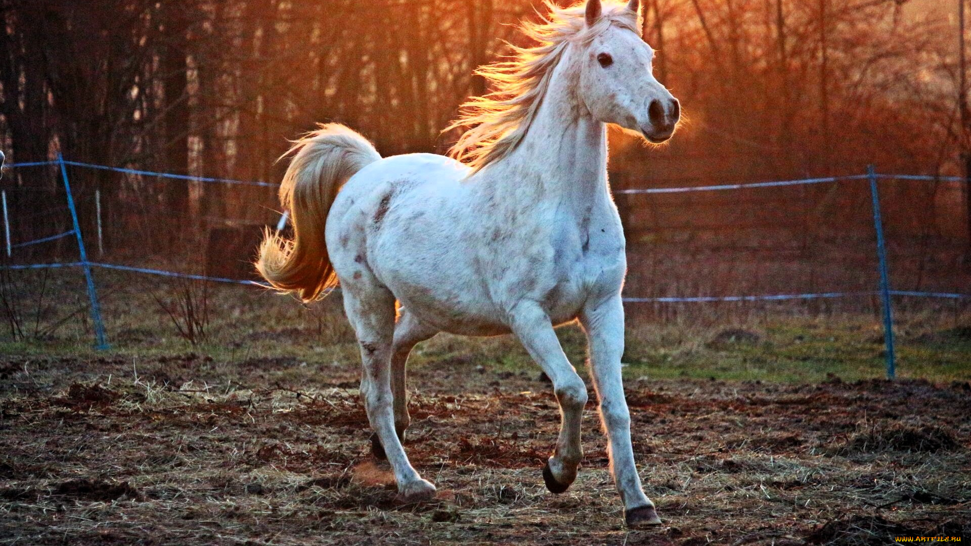 животные, лошади, лошадь, белая, ограда, лес