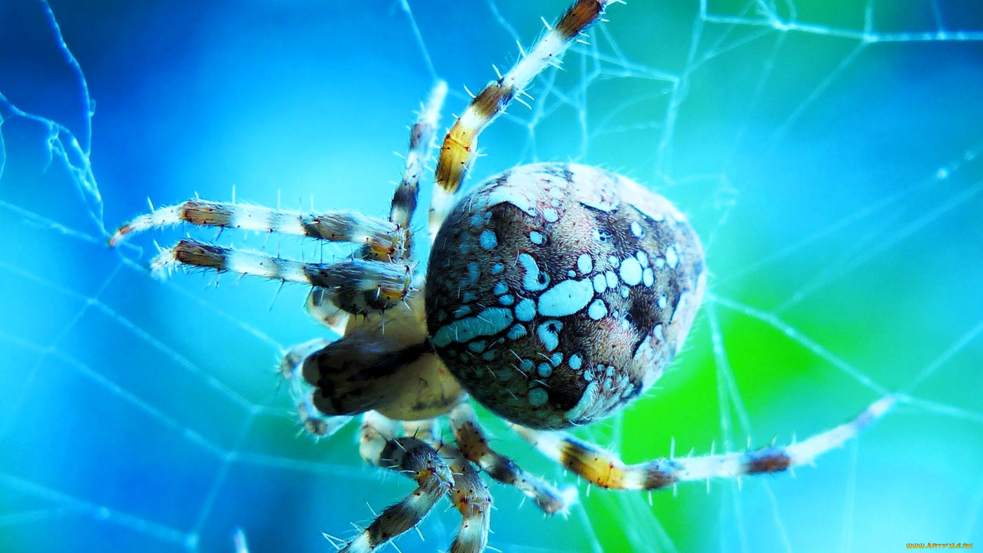 животные, пауки, паук, паутина