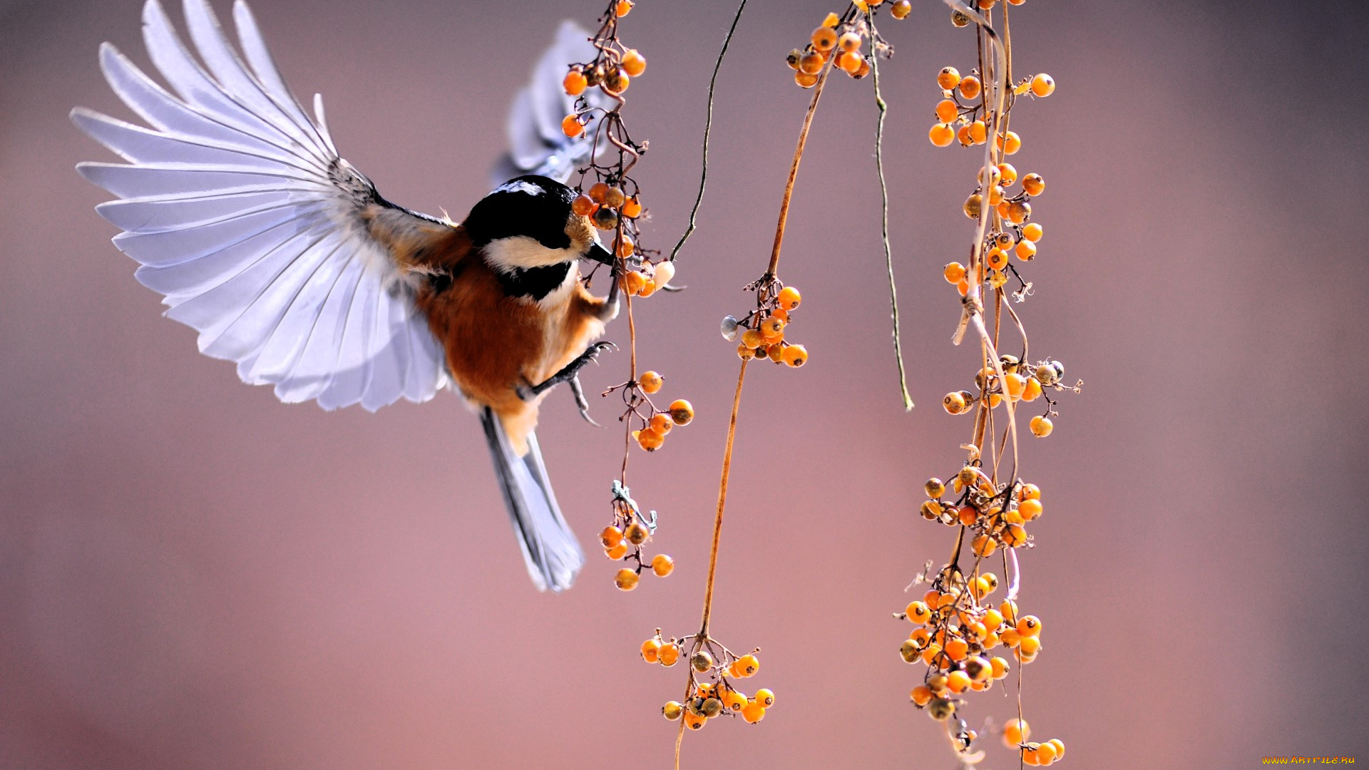 животные, птицы, птица, ягоды, ветки