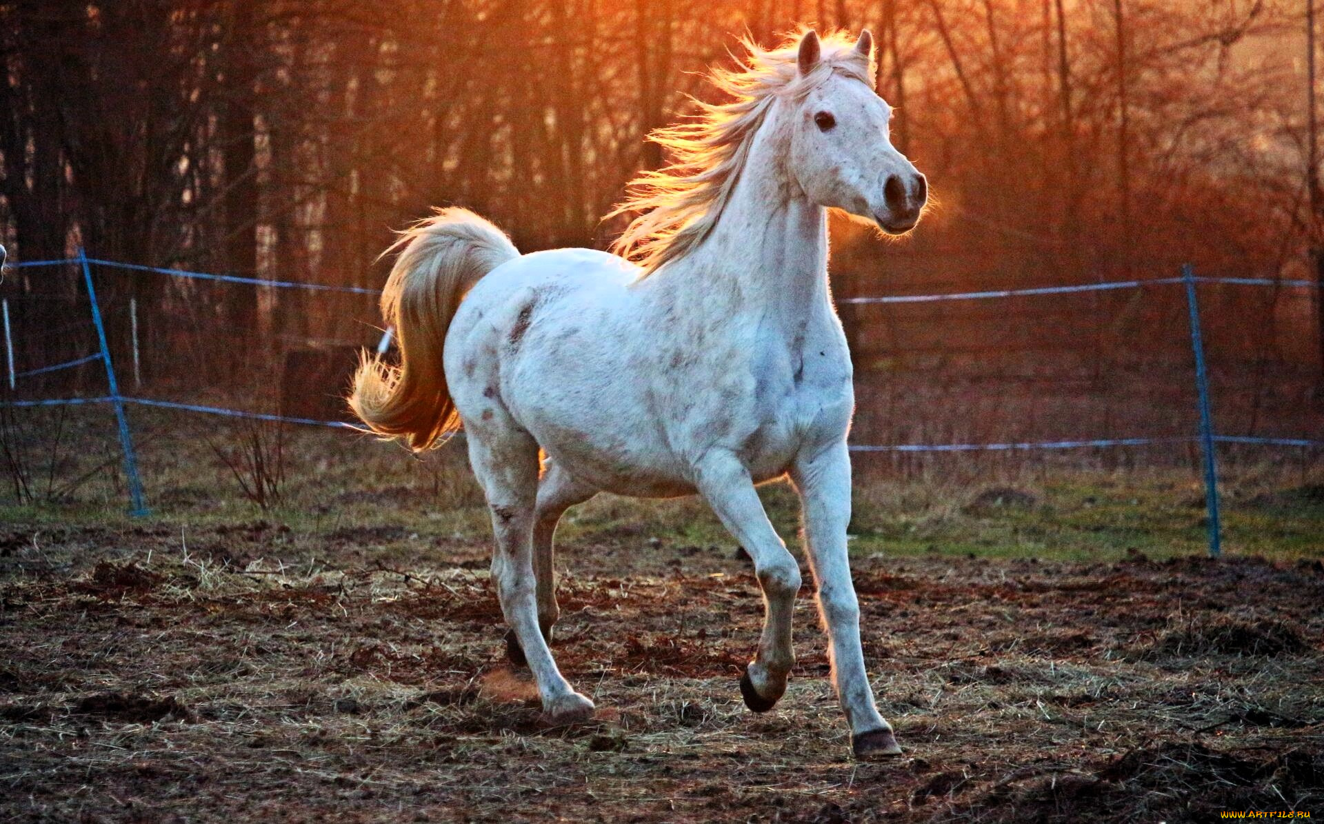 животные, лошади, лошадь, белая, ограда, лес