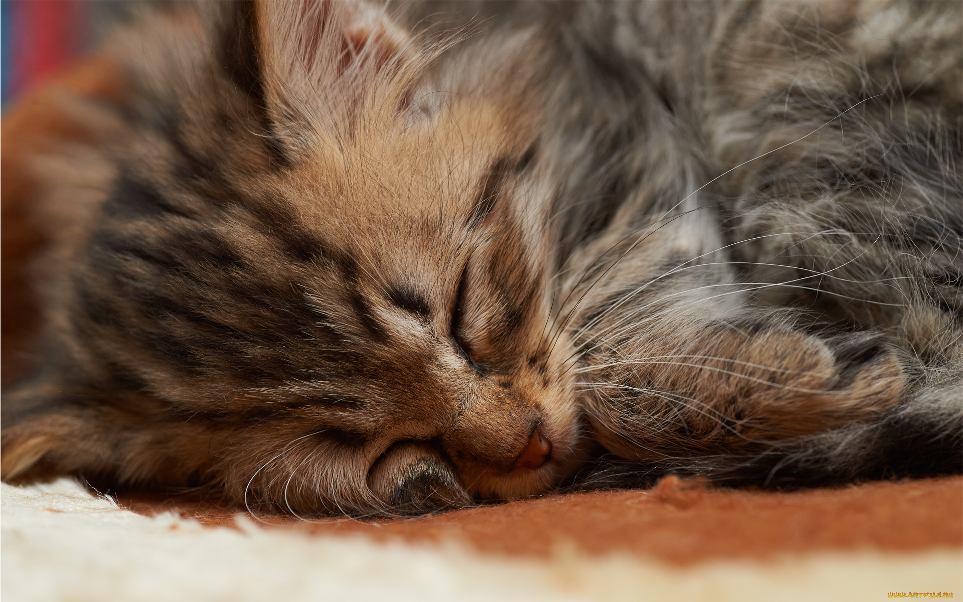 животные, коты, кот, кошка