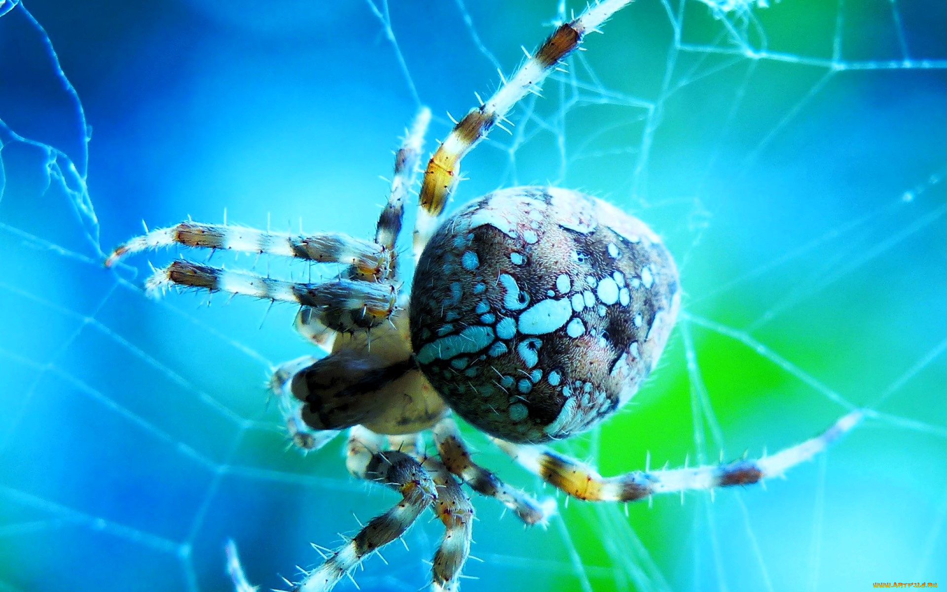 животные, пауки, паук, паутина