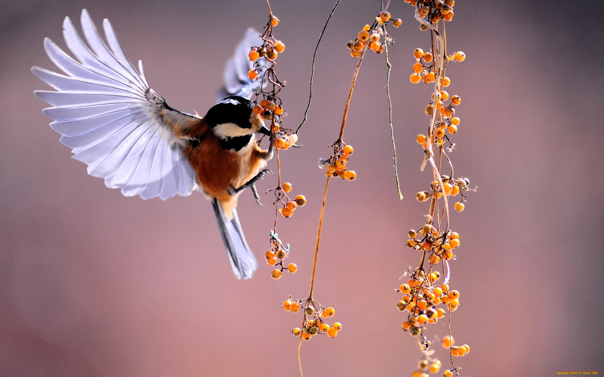 животные, птицы, птица, ягоды, ветки