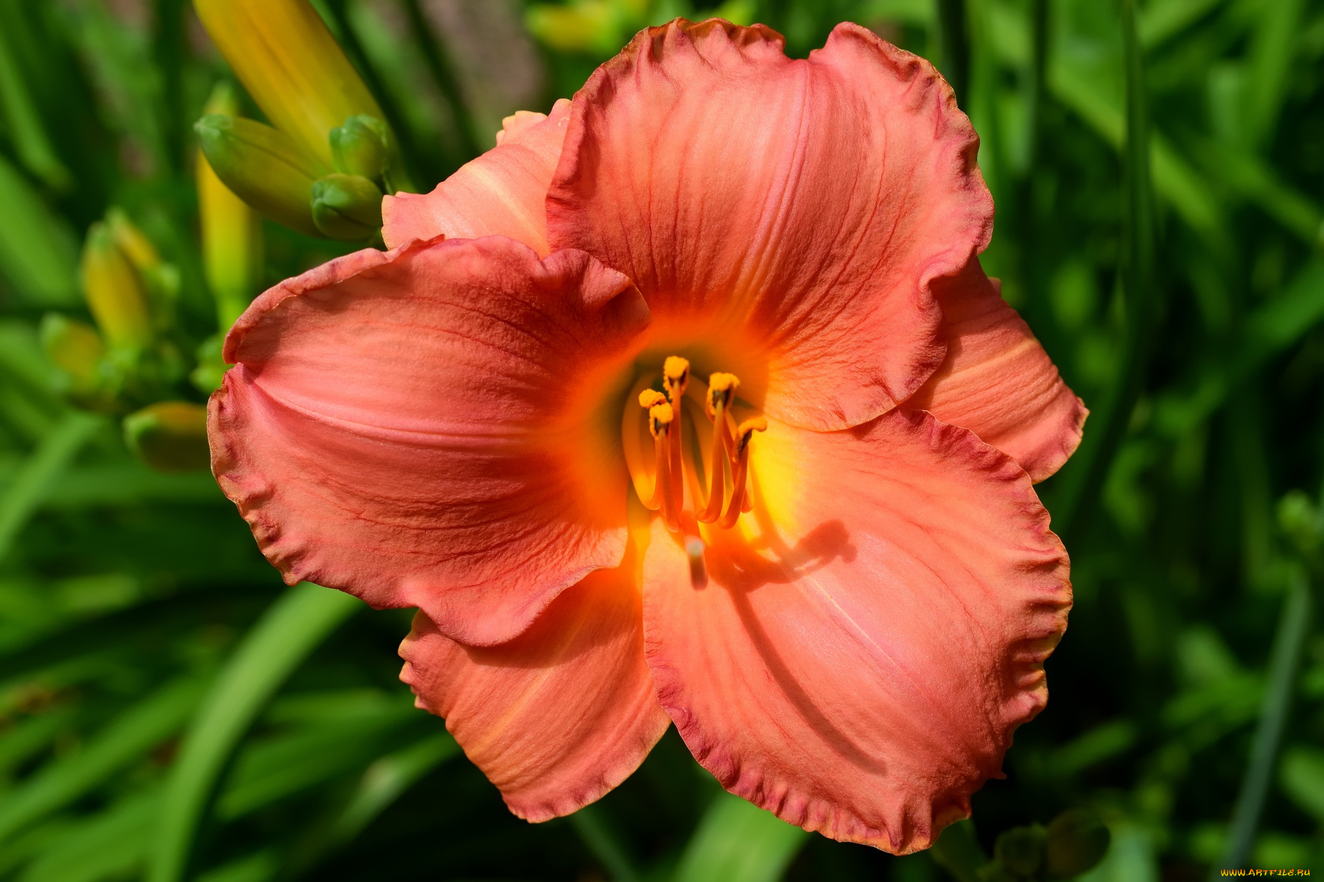 цветы, лилии, , лилейники, оранжевый, лилейник, макро