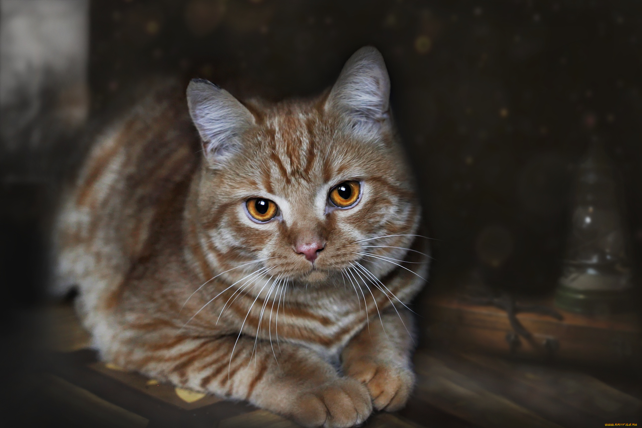 животные, коты, кот, кошка