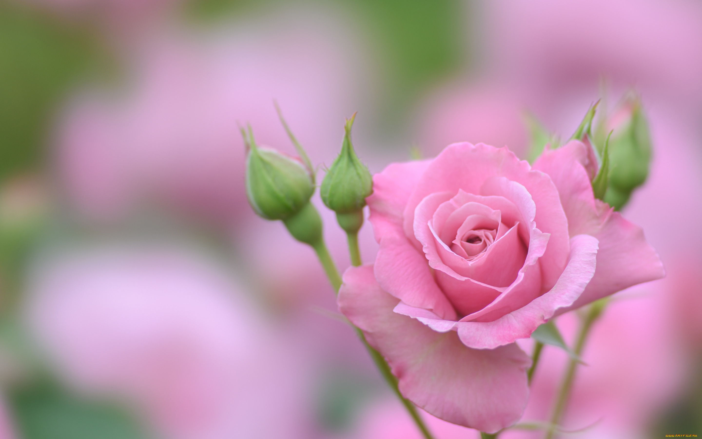 цветы, розы, розовая, роза, бутоны