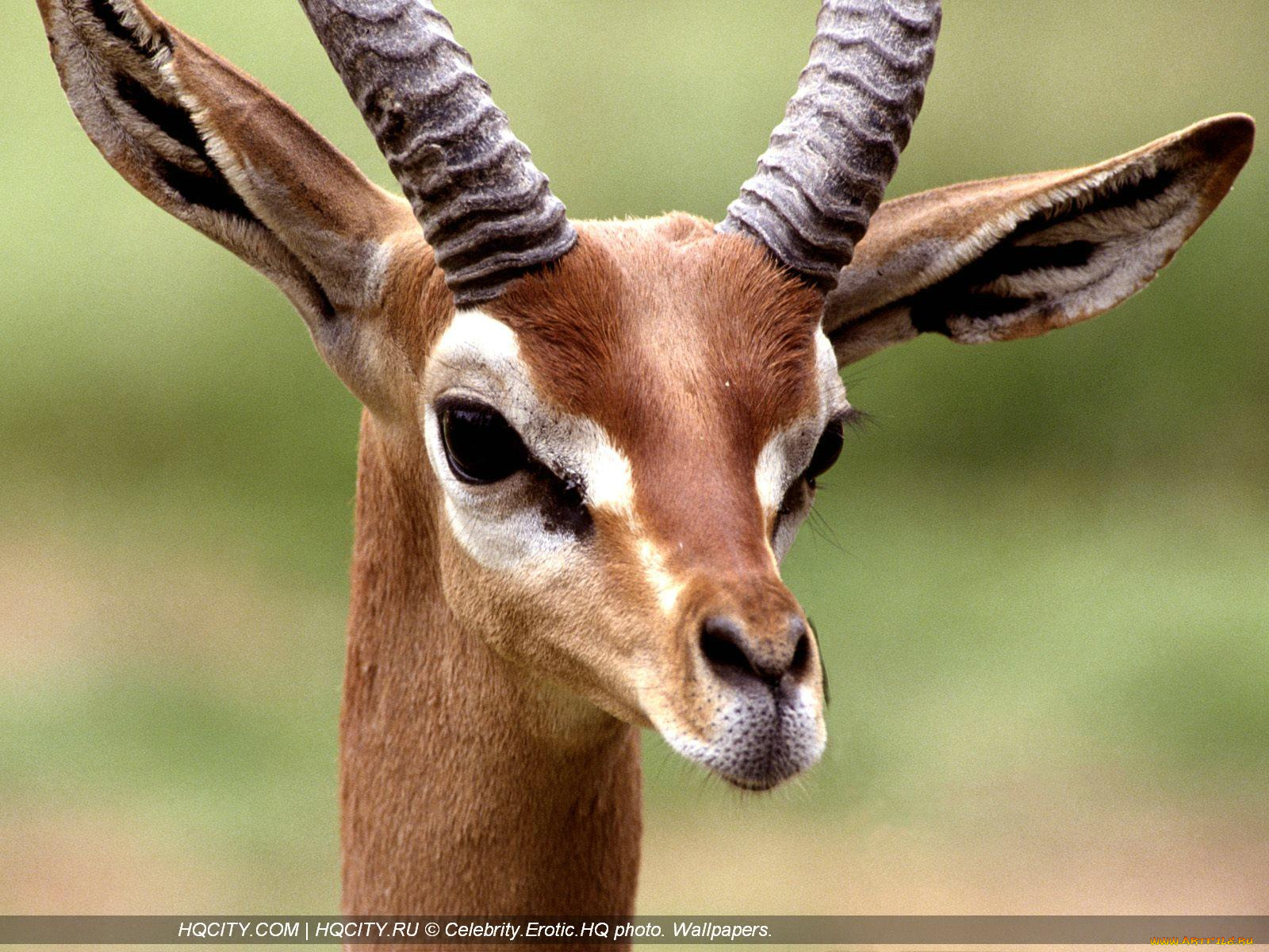 животные, антилопы