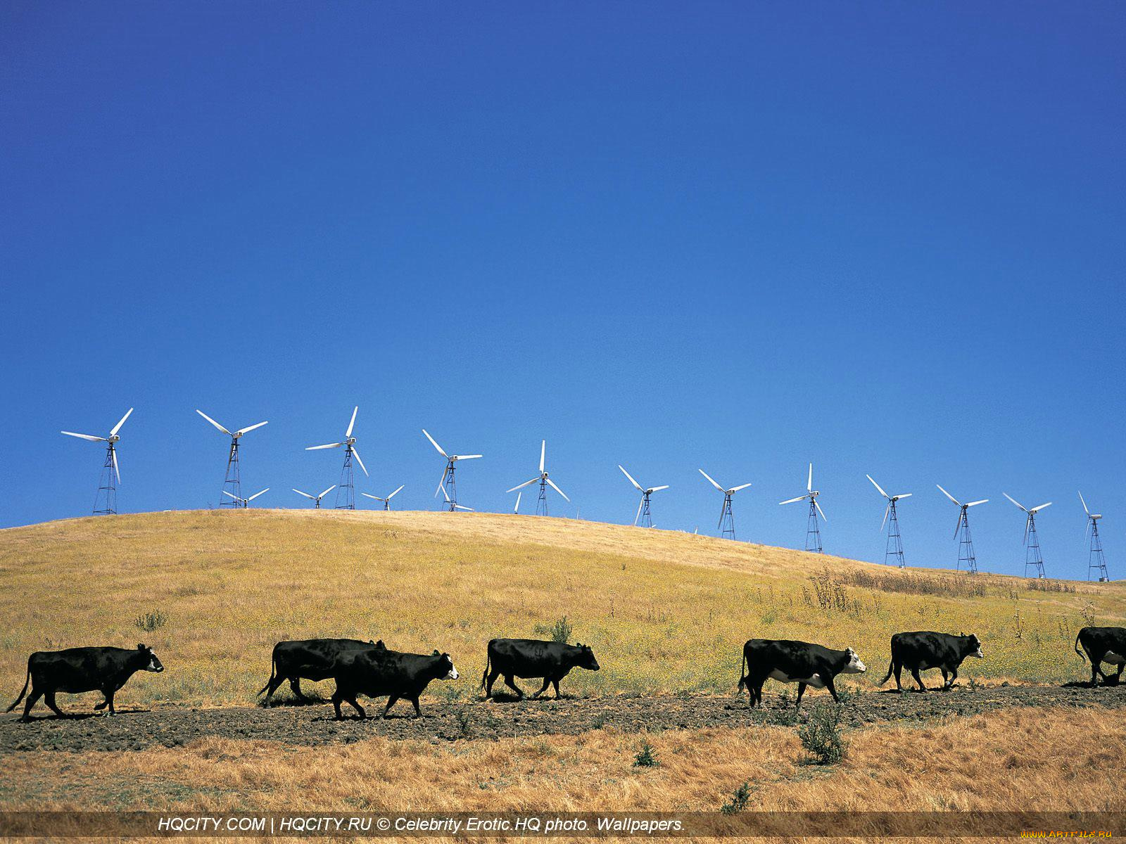 животные, коровы, буйволы