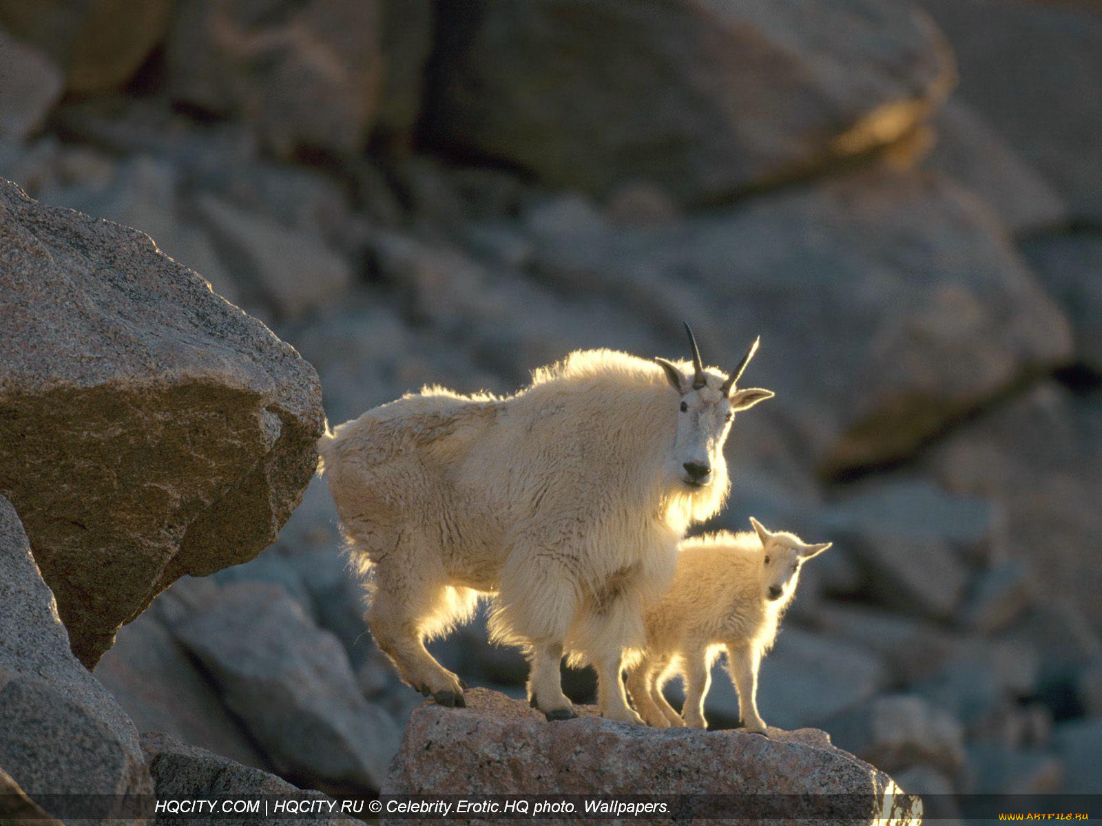 животные, козы