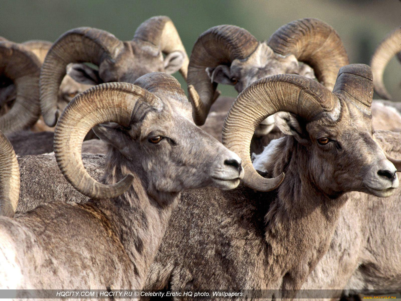 животные, овцы, бараны