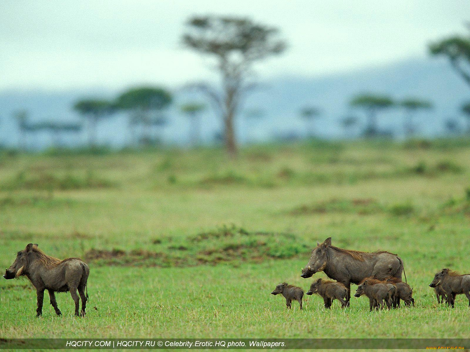 животные, свиньи, кабаны