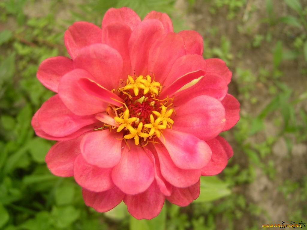 цветы, цинния