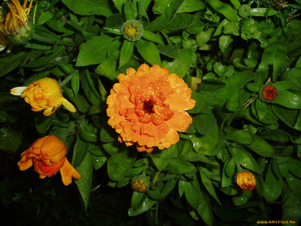 цветы, цинния