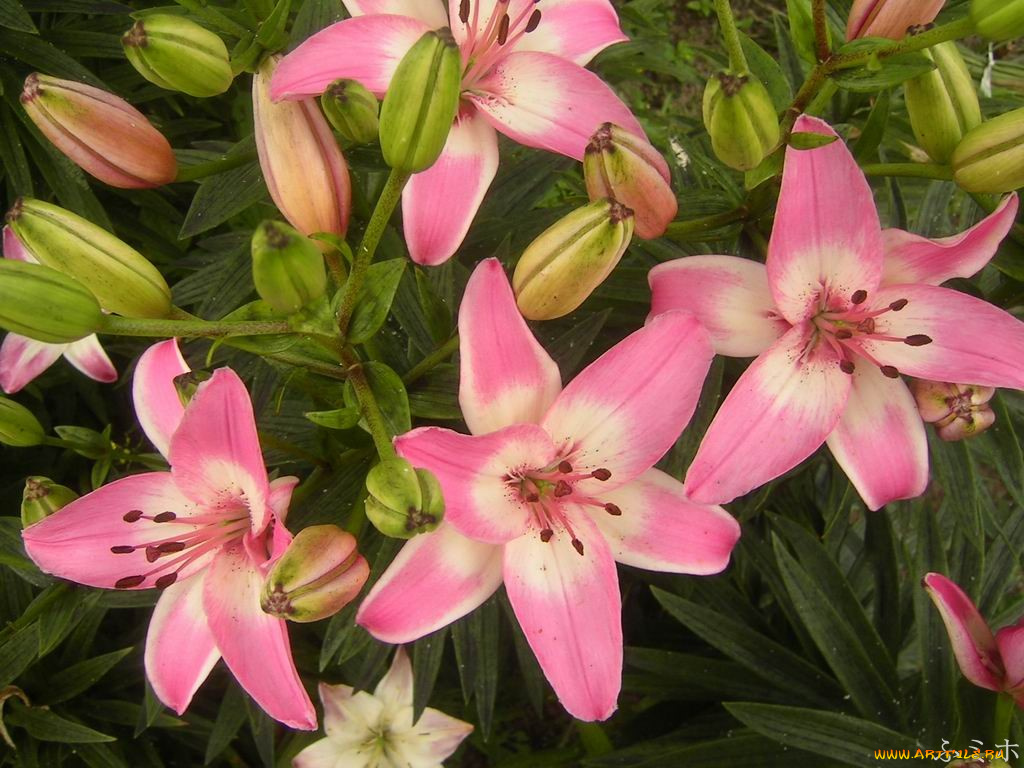 цветы, лилии, лилейники