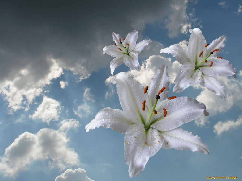 цветы, лилии, лилейники