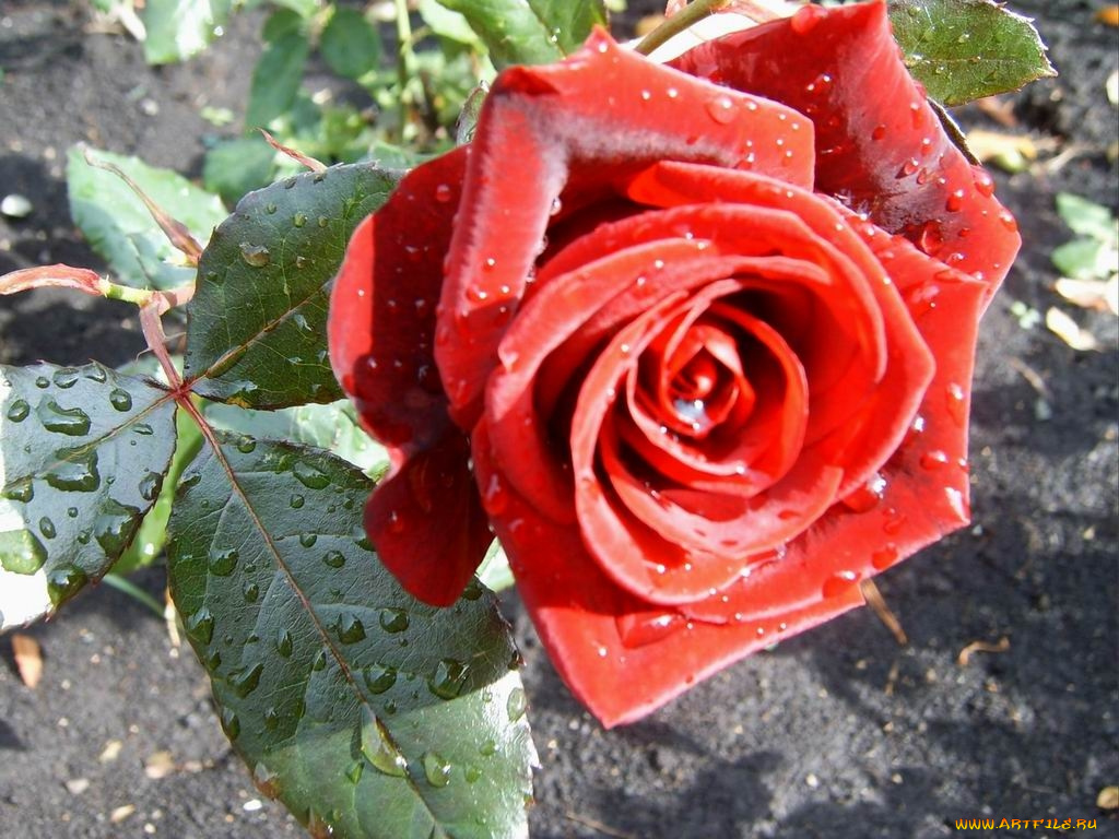 цветы, розы