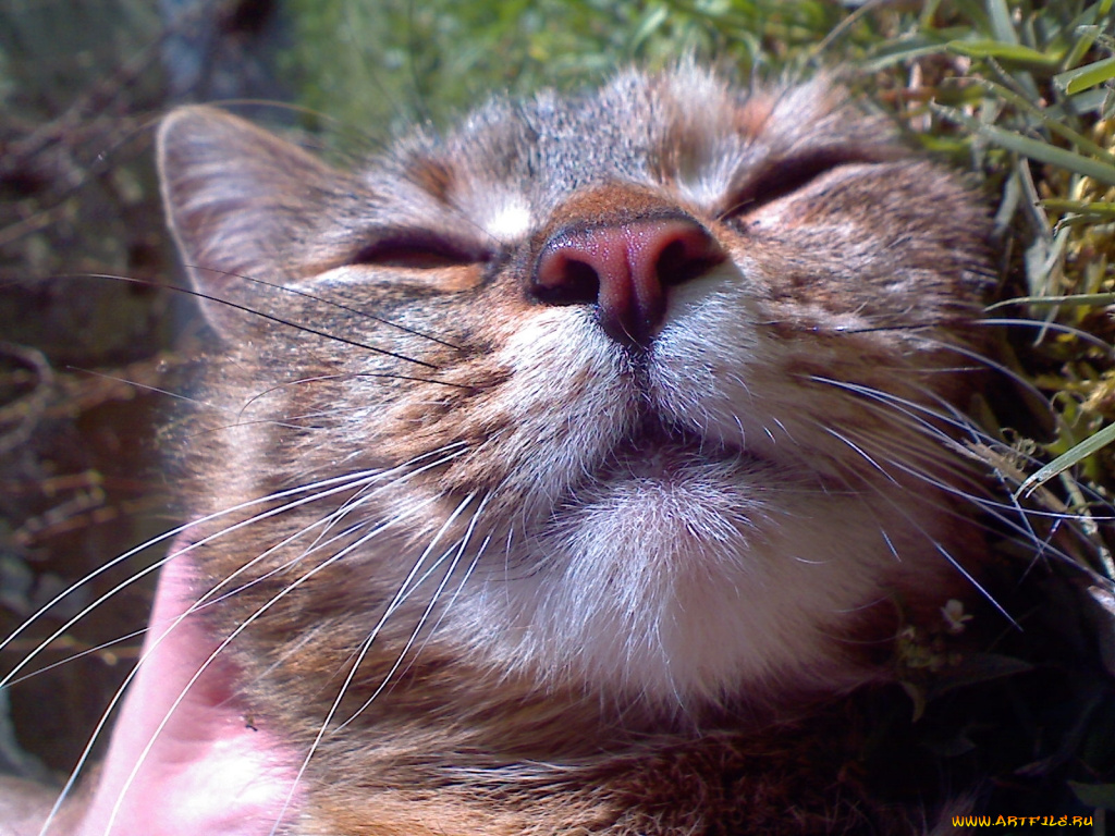 животные, коты