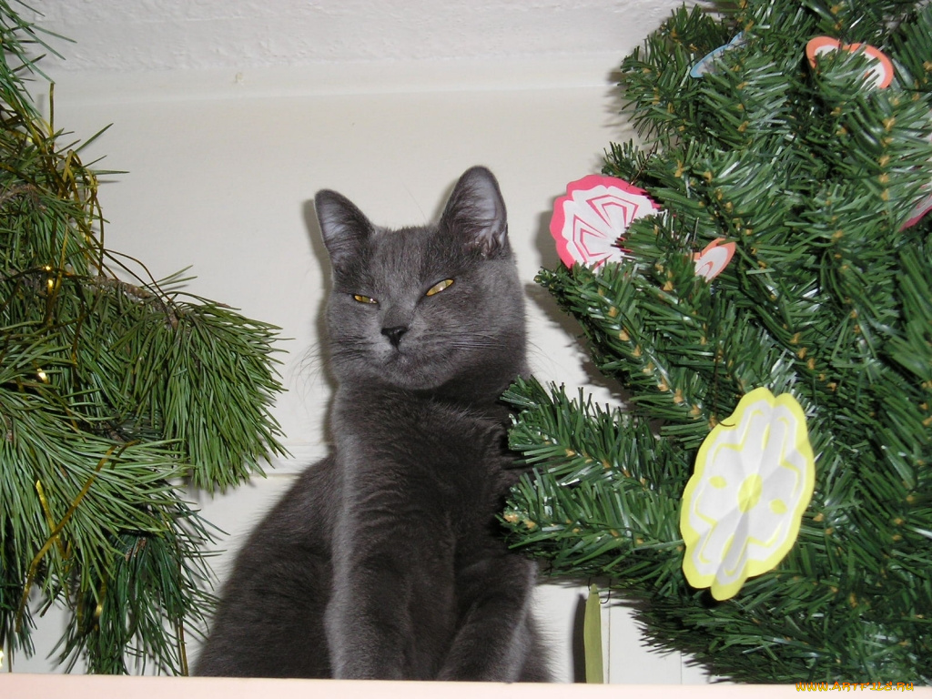 животные, коты