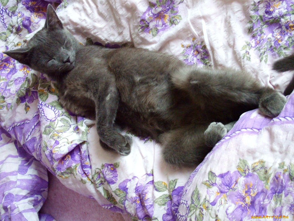 животные, коты