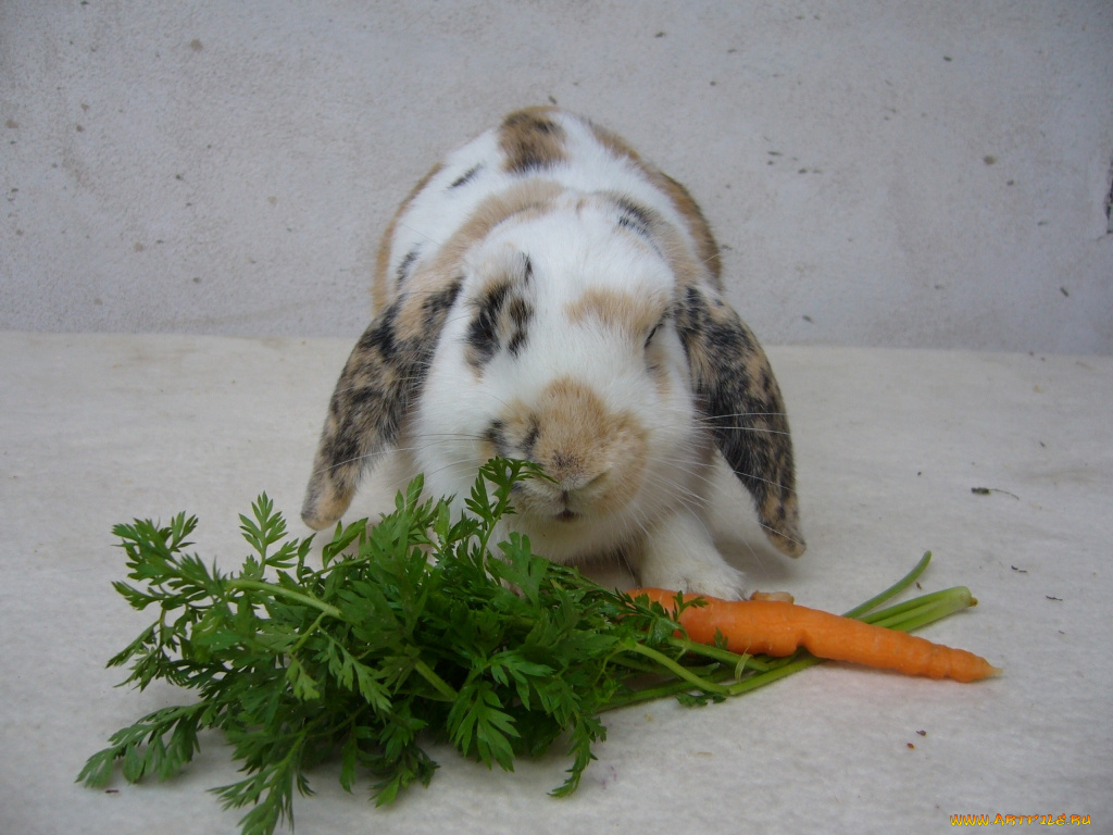 животные, кролики, зайцы