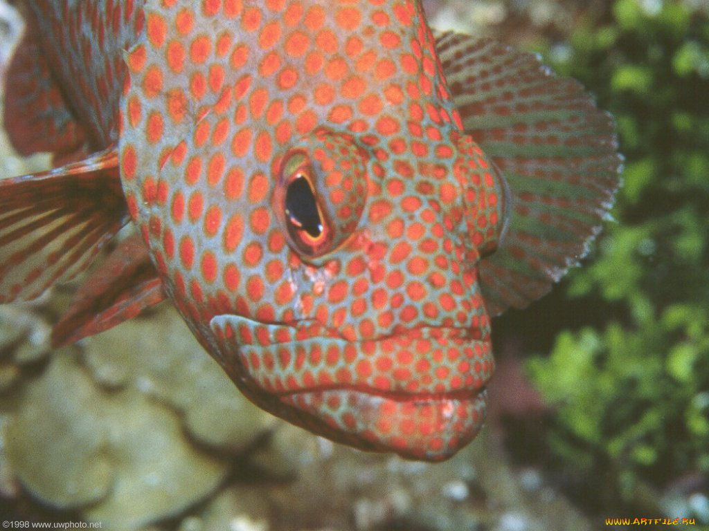 животные, рыбы