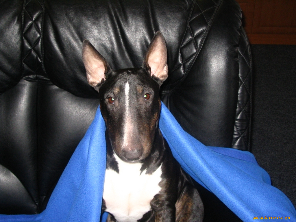 животные, собаки