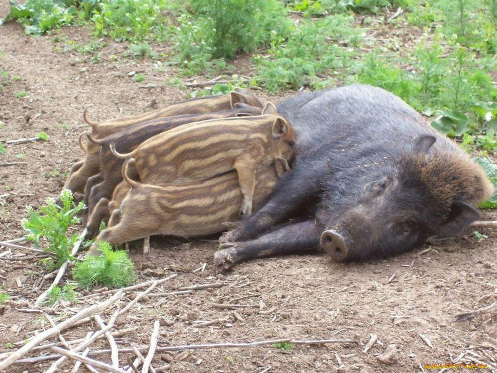 животные, свиньи, кабаны