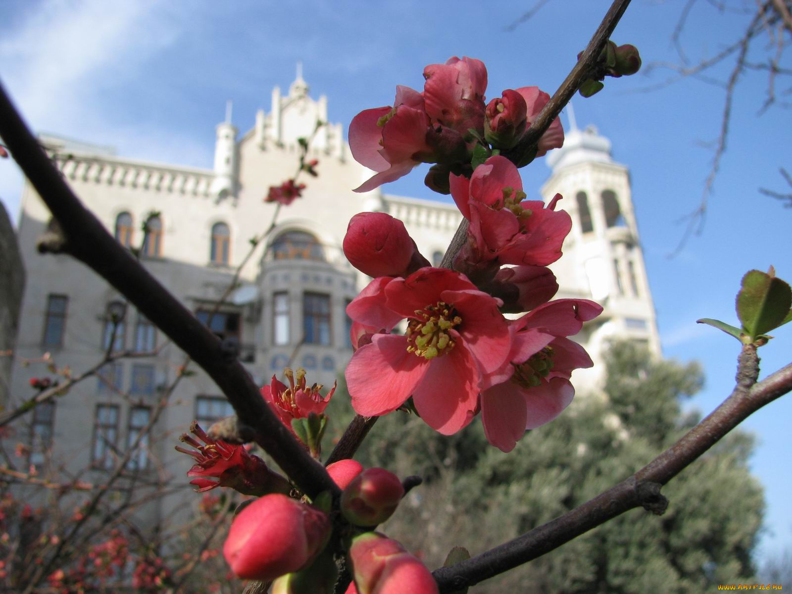 цветы, айва