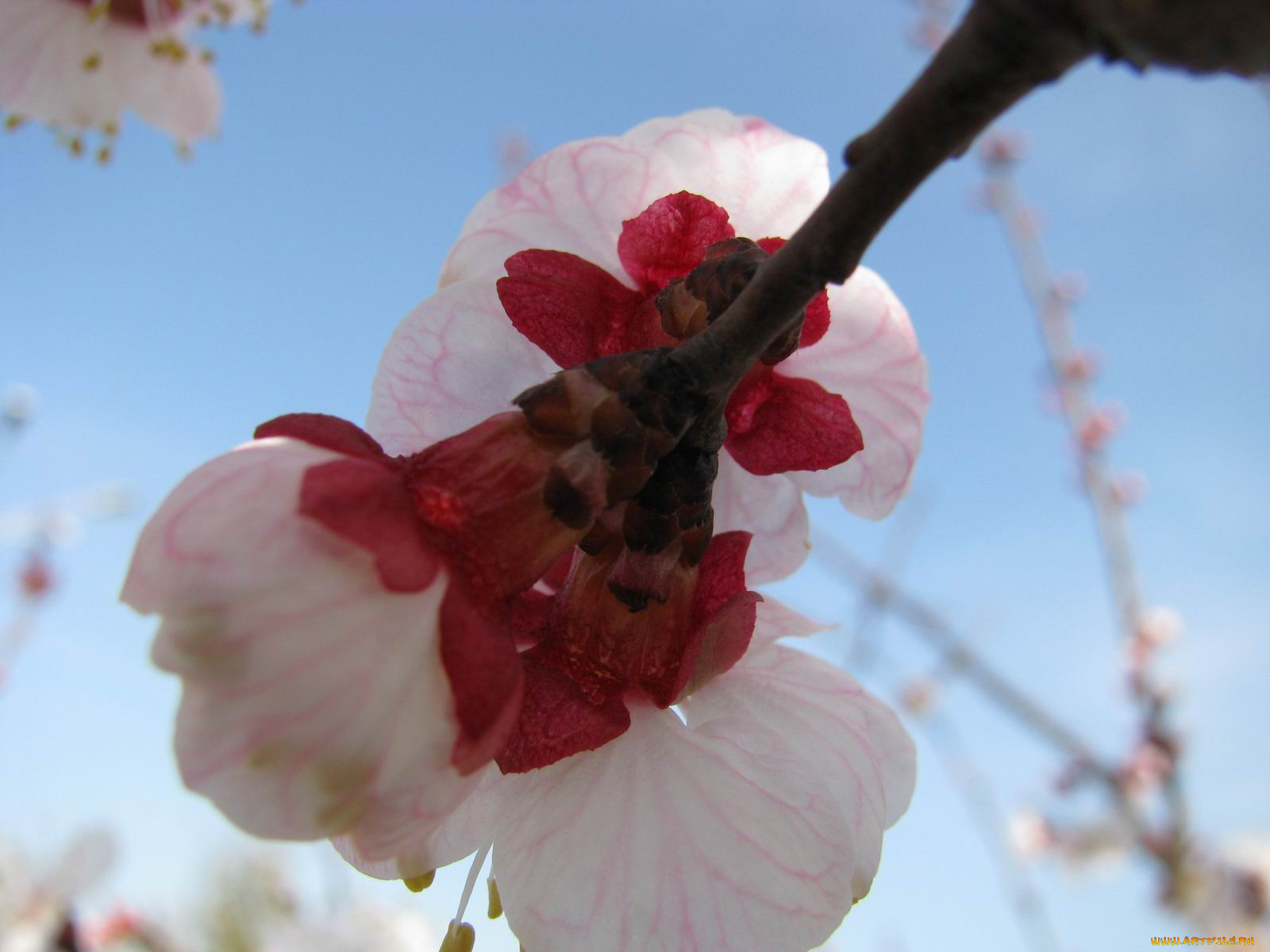 цветы, цветущие, деревья, кустарники