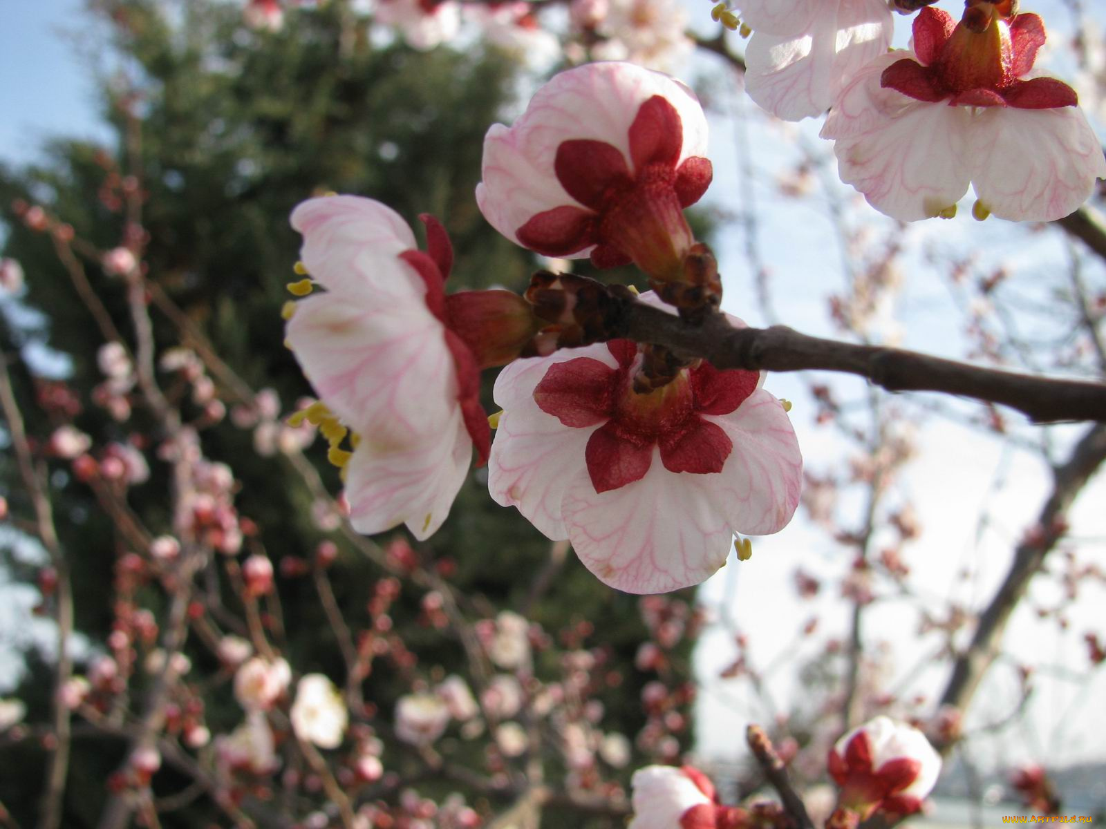 цветы, цветущие, деревья, кустарники