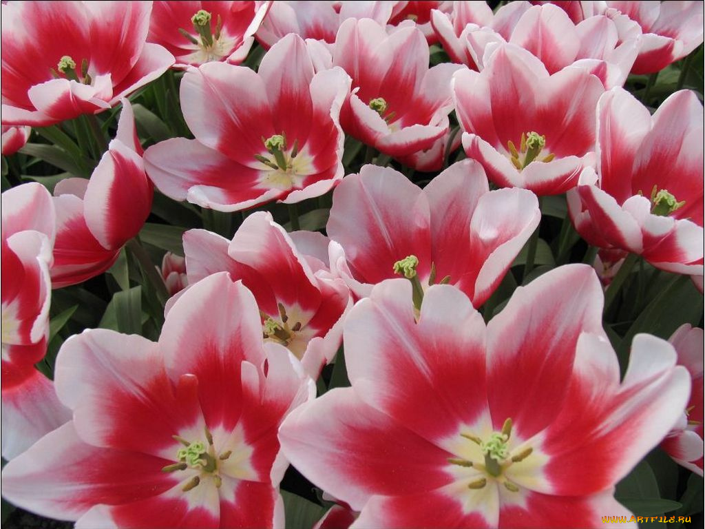 цветы, тюльпаны