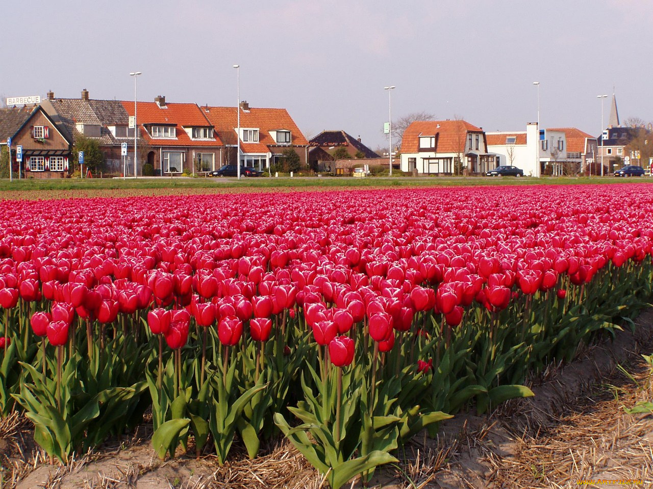 цветы, тюльпаны