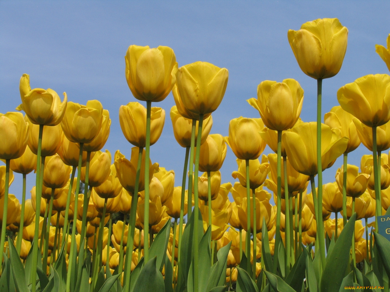 цветы, тюльпаны
