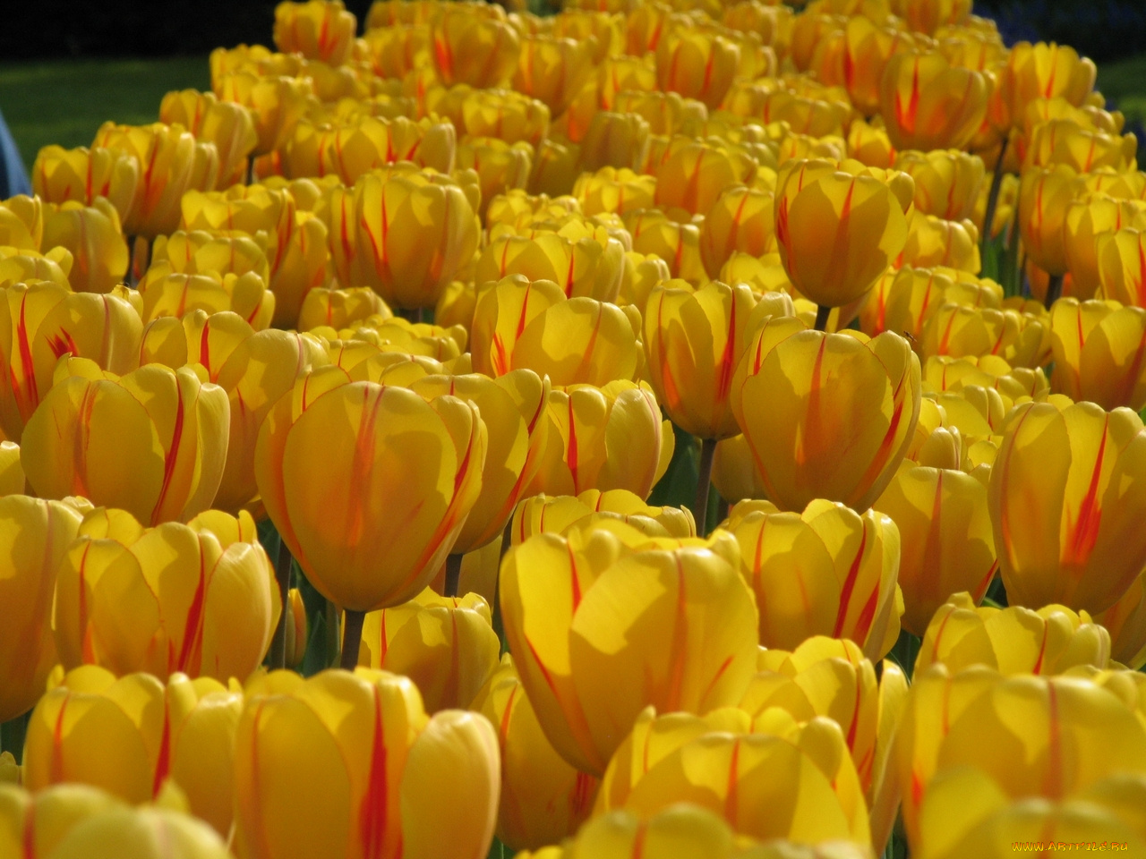 цветы, тюльпаны