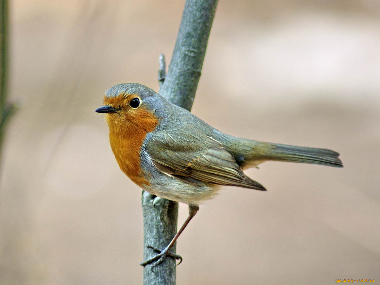 малиновка, зарянка, животные, зарянки, малиновки