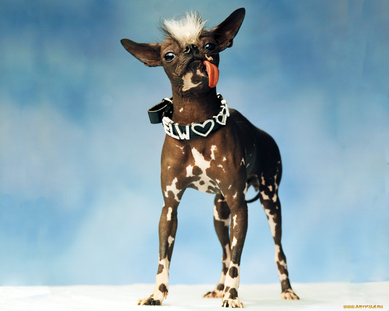 животные, собаки