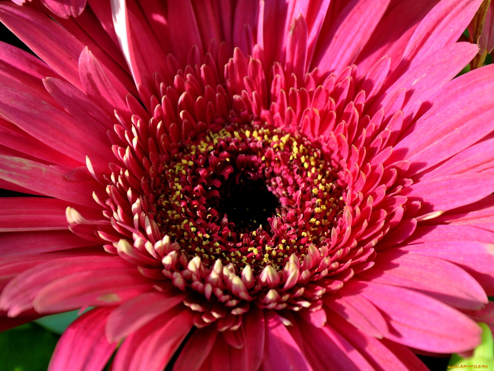 цветы, герберы