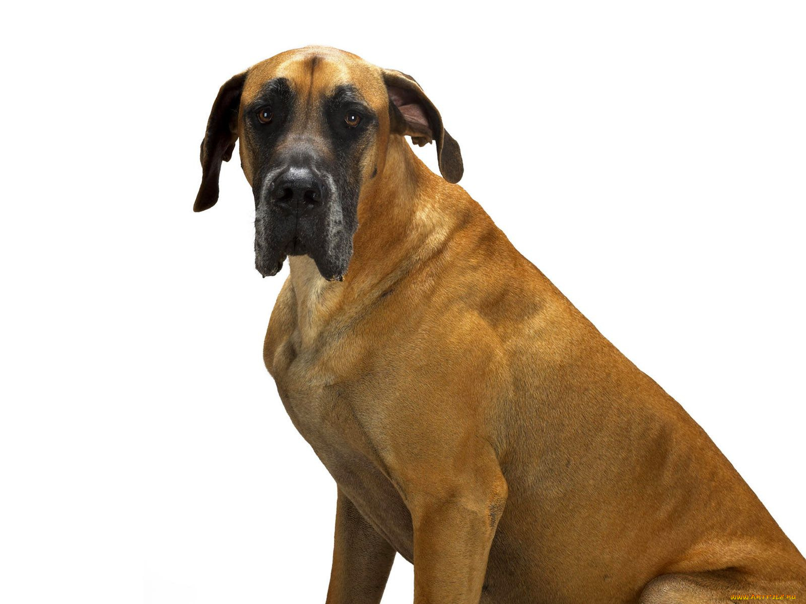 животные, собаки