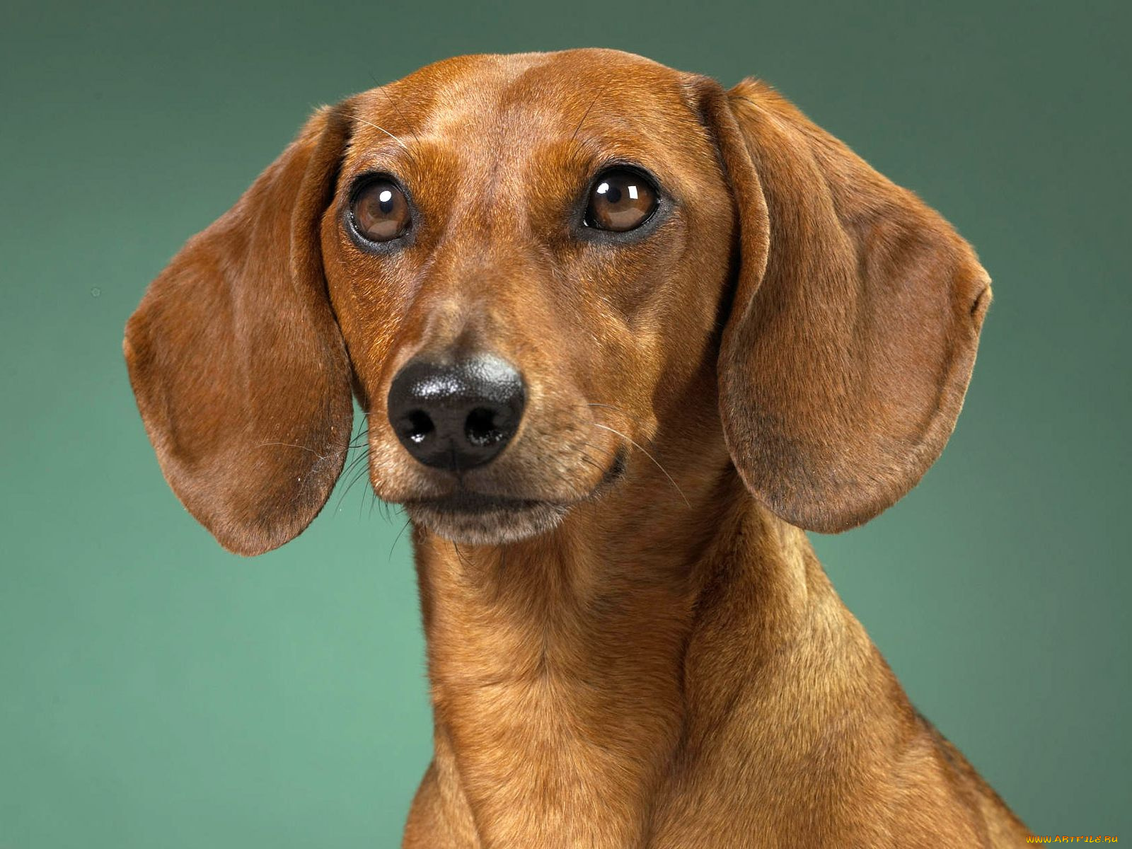 животные, собаки