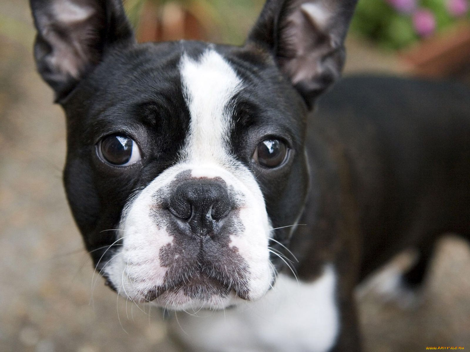 животные, собаки