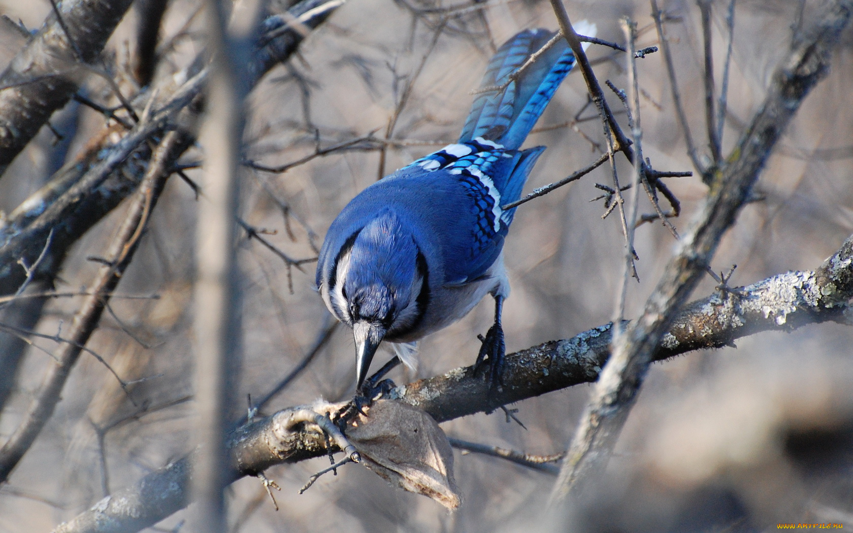 животные, сойки