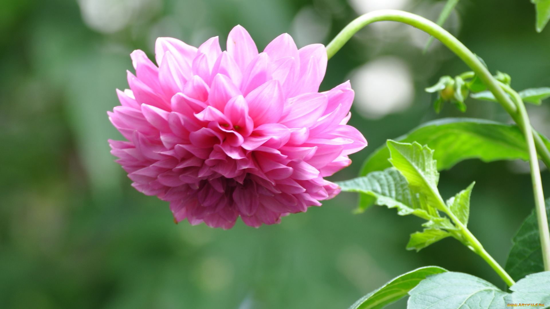 цветы, георгины